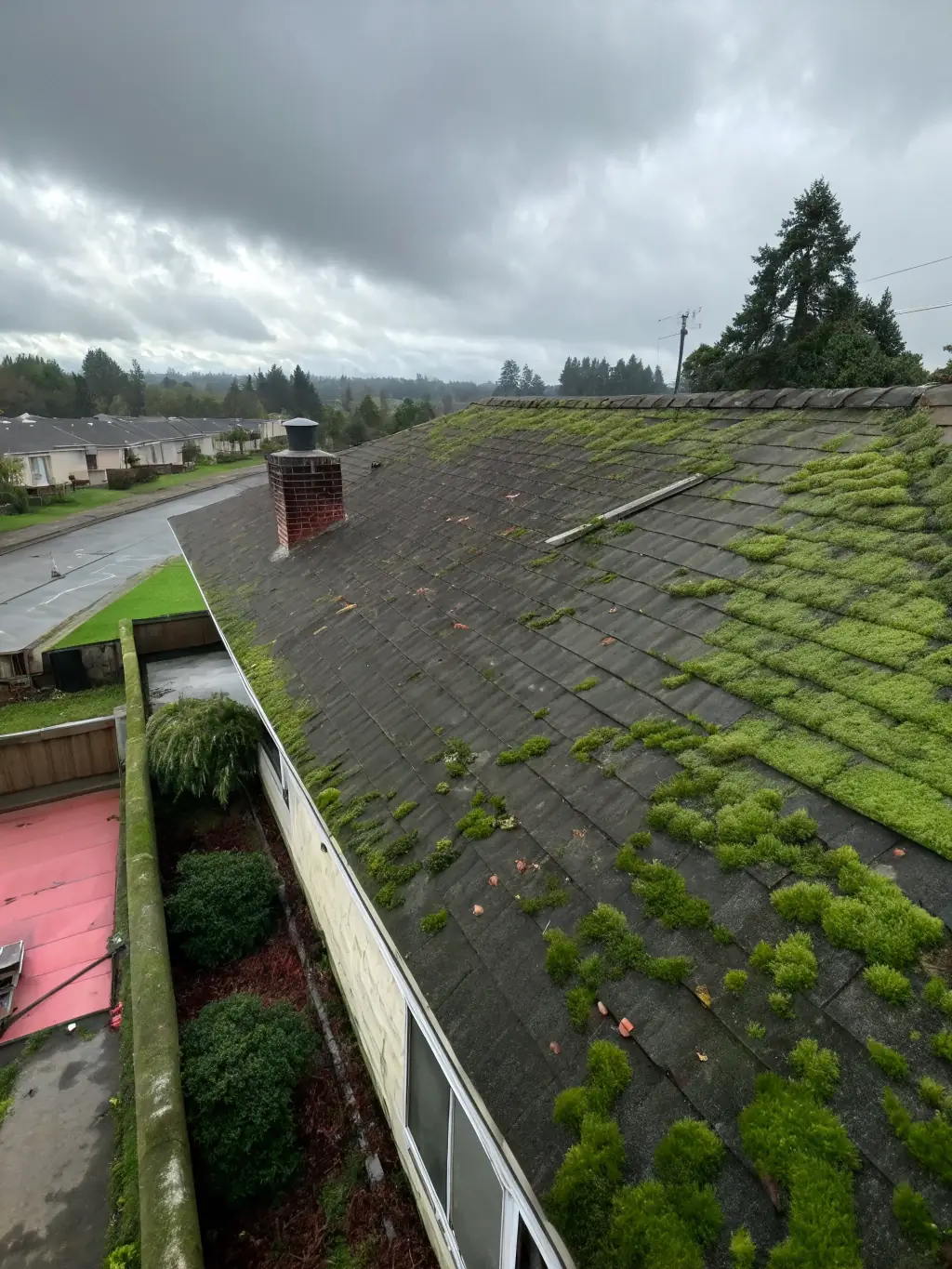 A Pembroke Pines roof covered in green algae and moss, before soft washing. Highlight the organic growth and discoloration.
